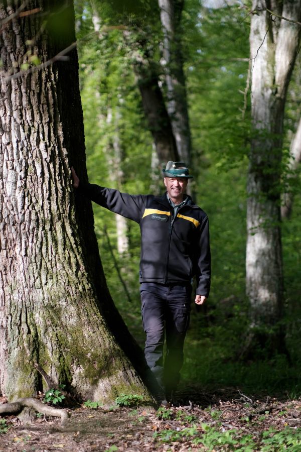 Förster baum