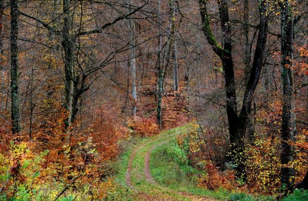 Wald Herbst Weg