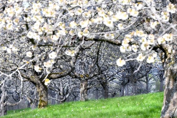 Kirschenblüte