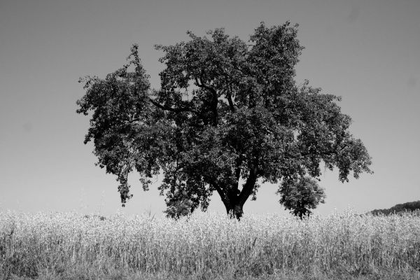 Baum Feld Getreide