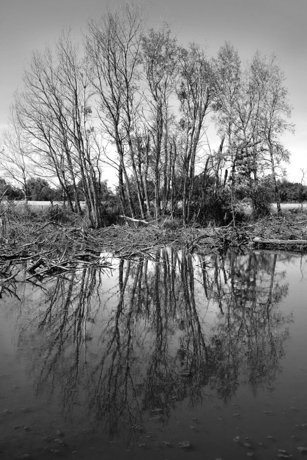 See baum Spiegelung