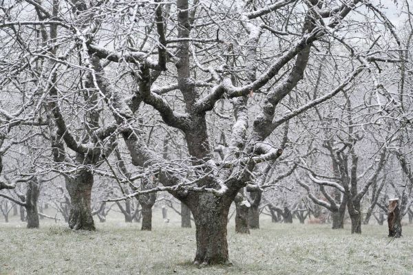 Kirschenfeld Schnee