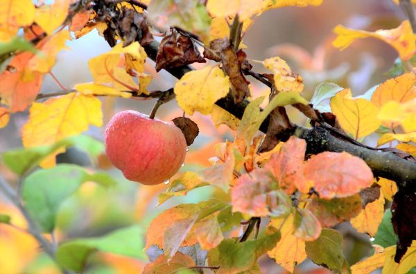 Apfel Sonne