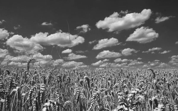 Getreide Wolken