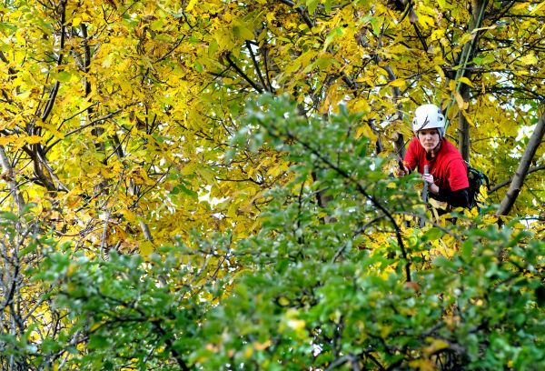 Baumpflege Klettern Nussbaum Laubversteck