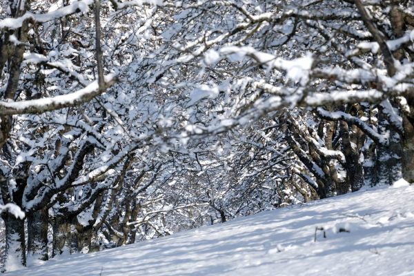 Kirschbäume im Schnee