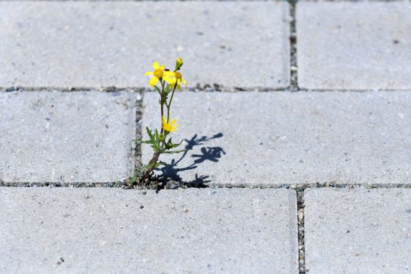 Blume Beton