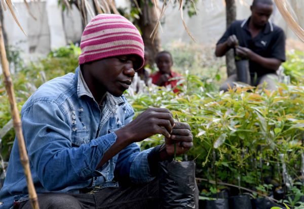 Tanzania Farm Avocado
