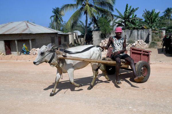 Tanzania Sansibar Rot Kuh