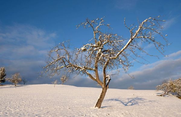 Baum Schnee Himmel