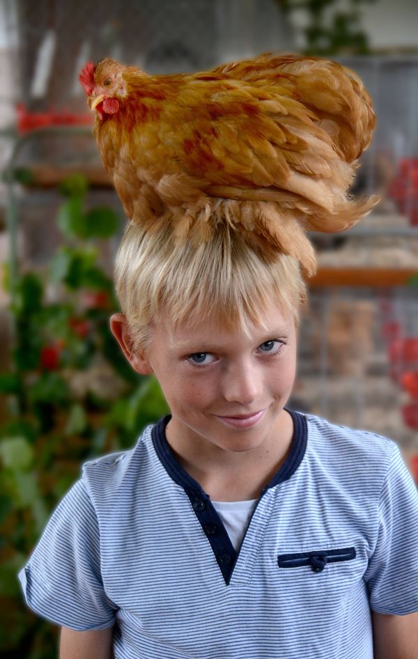 Huhn Kleintierzüchter