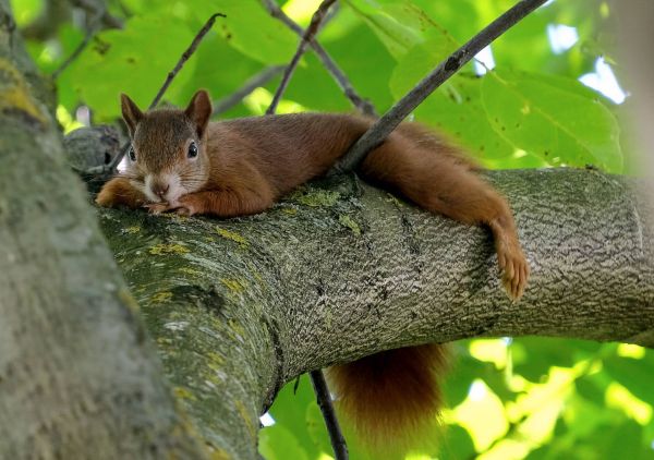 Eichhörnchen Pause