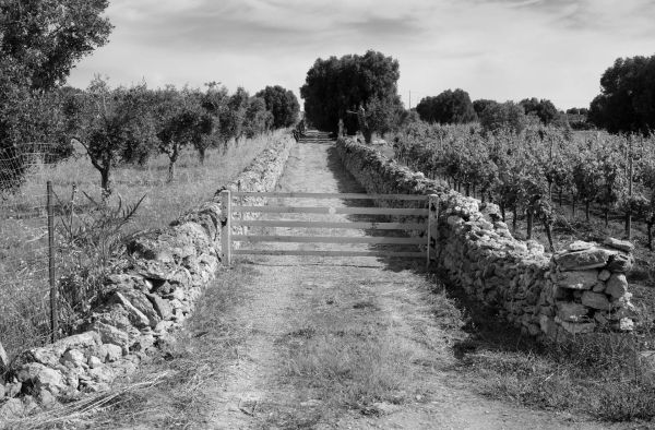 Italien Olivenbäume Weg