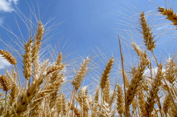 Getreide Himmel