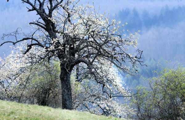 Frühling baum